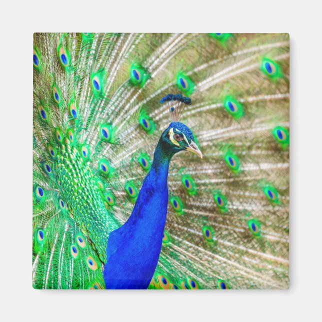 Peacock Plumage Magnet (Front)