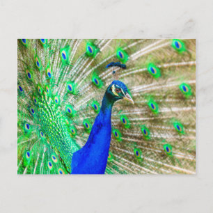 Peacock Plumage Postcard
