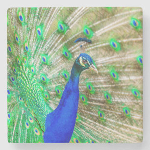 Peacock Plumage Stone Coaster