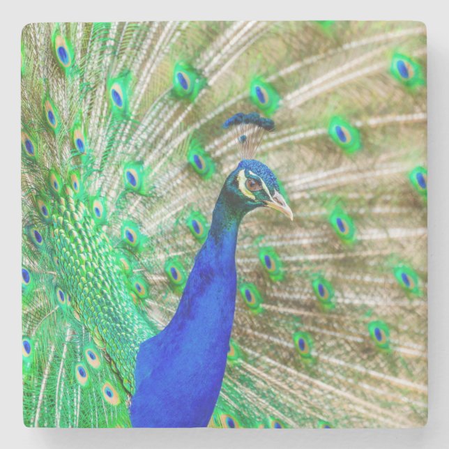Peacock Plumage Stone Coaster (Front)