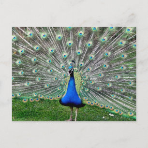Peacock Plume Postcard