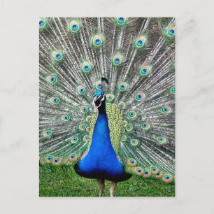 Peacock Plume Postcard