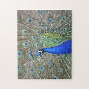 Peacock Plumes Puzzle