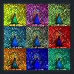 peacock pop art poster<br><div class="desc">Pop art poster with colourful peacock</div>