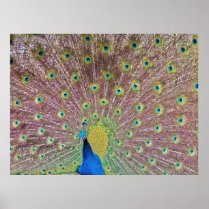 Peacock portrait II Poster