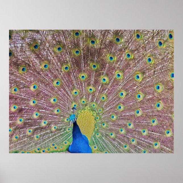 Peacock portrait II Poster (Front)