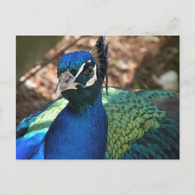Peacock Post Card (Front)