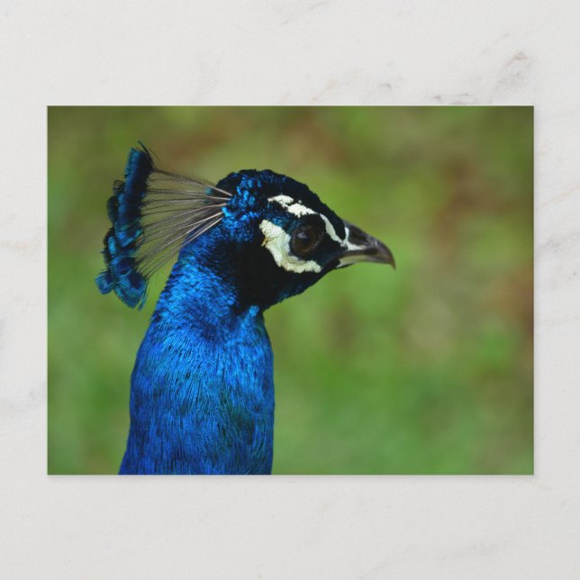 Peacock Postcard (Front)