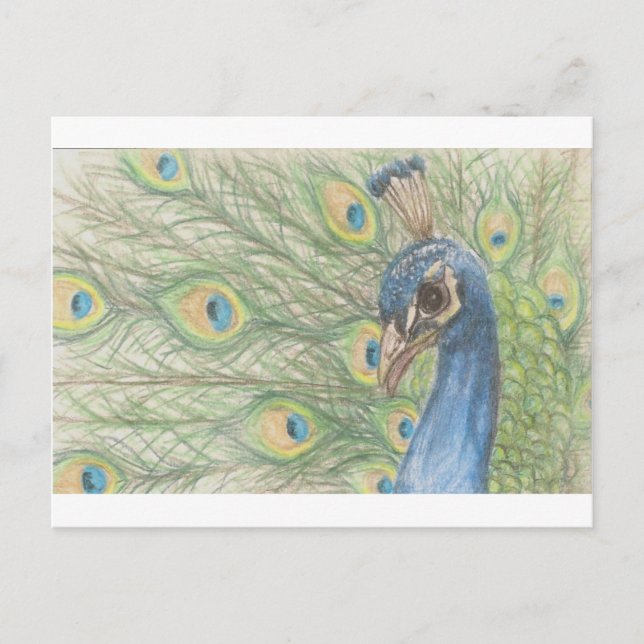 Peacock Postcard (Front)