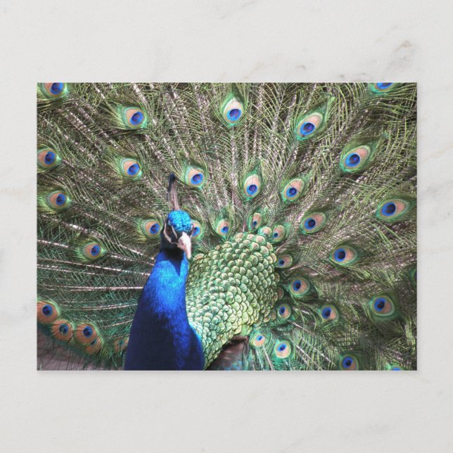 Peacock postcard (Front)