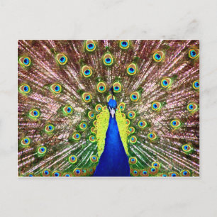 PEACOCK POSTCARD