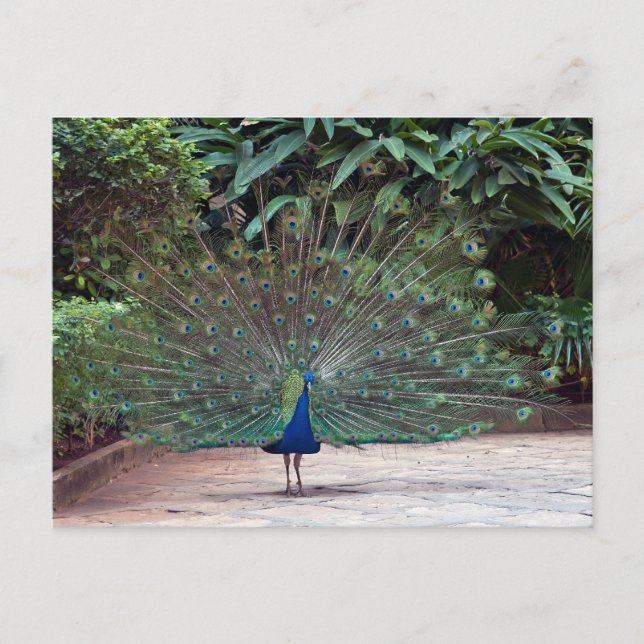 Peacock Postcard (Front)
