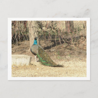 peacock postcard