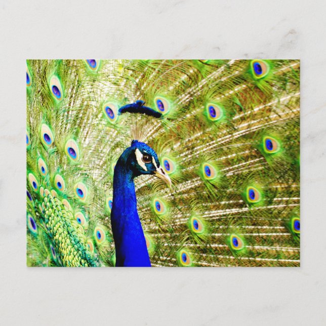 Peacock Postcard (Front)