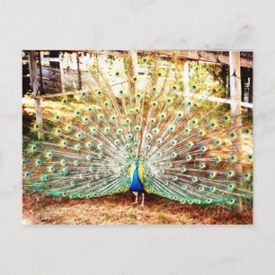 Peacock Postcard