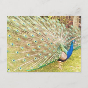 peacock postcard