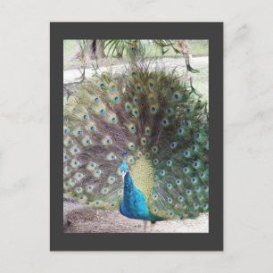 peacock postcard