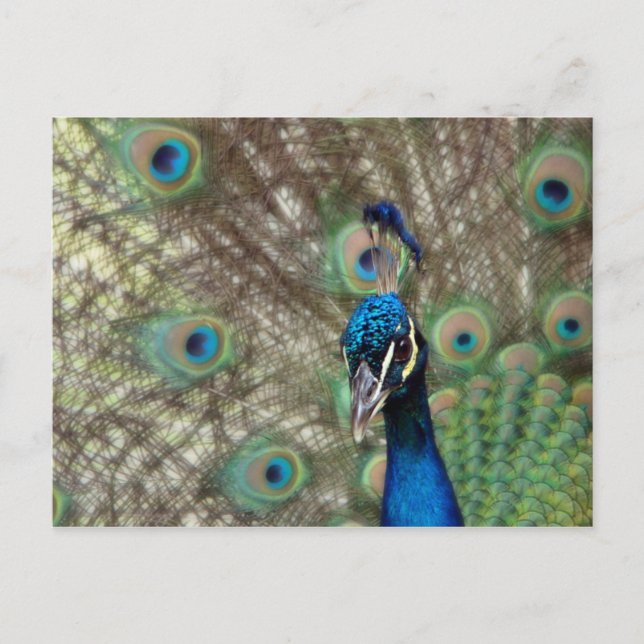Peacock Postcard (Front)