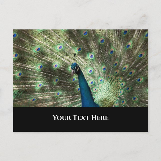 Peacock Postcard (Front)