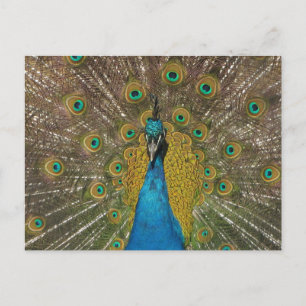 Peacock Postcard