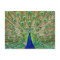 Peacock Postcard