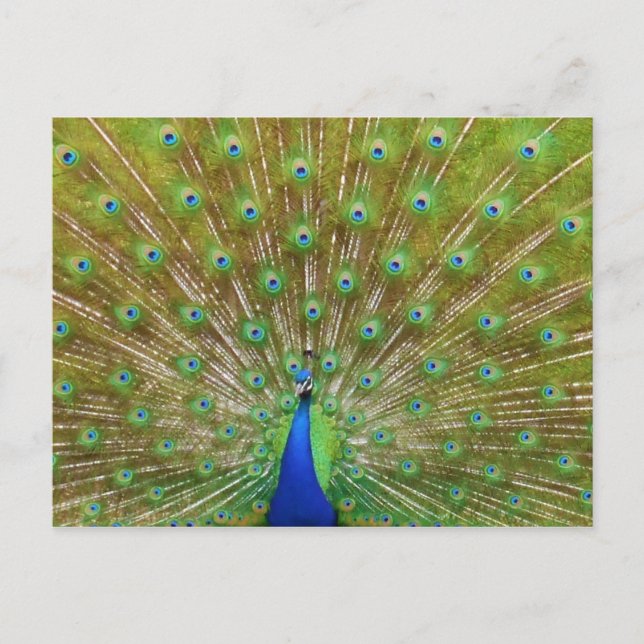 Peacock Postcard (Front)