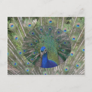 Peacock Postcard