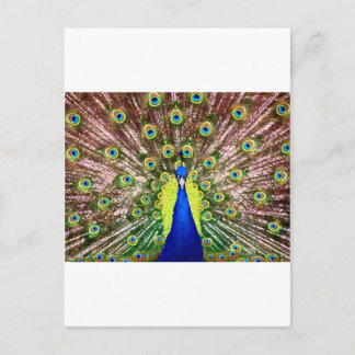 PEACOCK POSTCARD