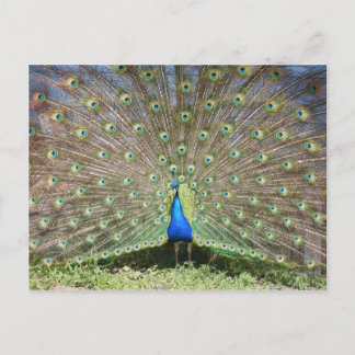 Peacock Postcard