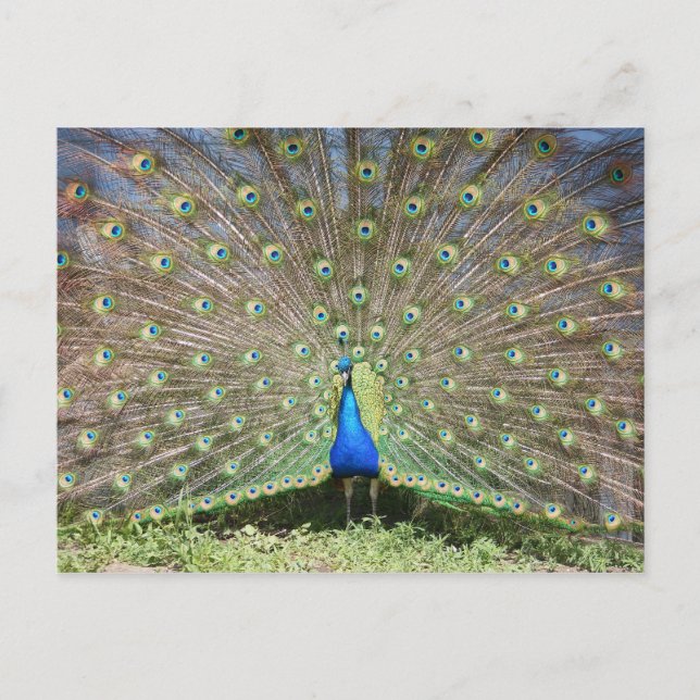 Peacock Postcard (Front)