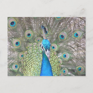 Peacock Postcard