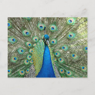 Peacock Postcard