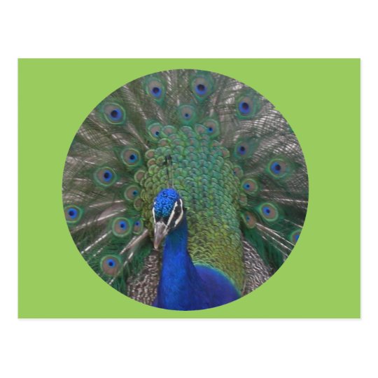 Peacock Postcard Customisable