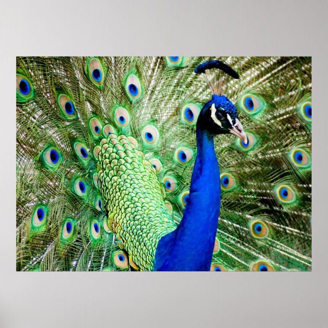 Peacock Poster (Front)