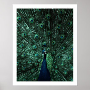 Peacock Poster