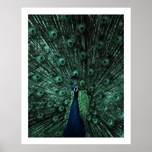 Peacock Posters & Prints | Zazzle UK