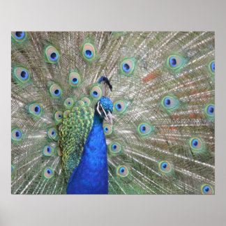 Peacock Poster