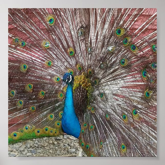 Peacock Poster (Front)
