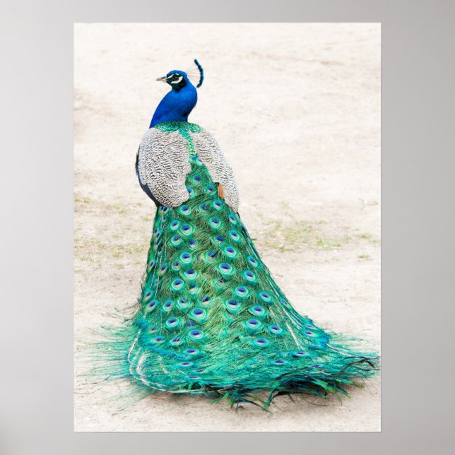 Peacock Poster (Front)