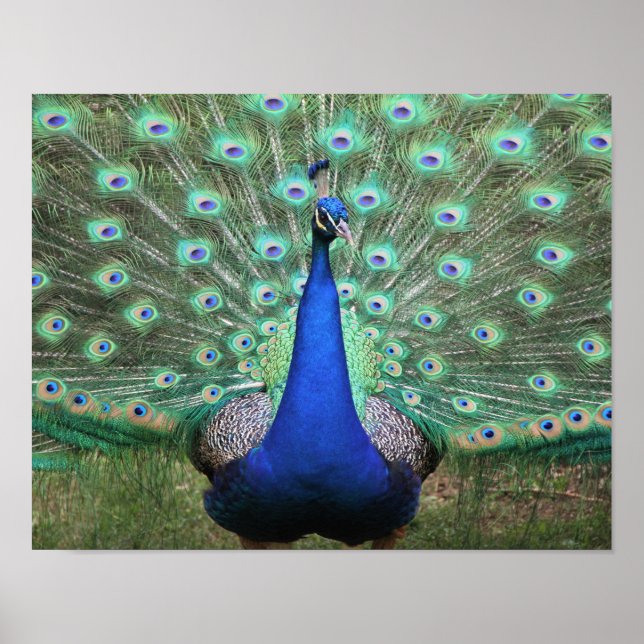 Peacock poster (Front)
