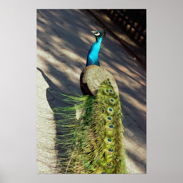 Peacock Poster (Front)