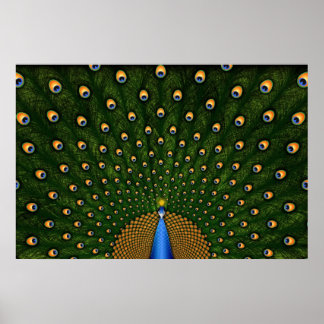 Peacock Poster