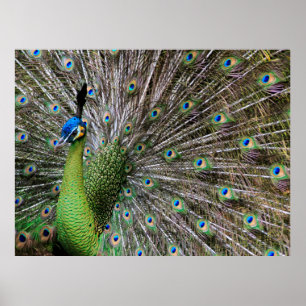 Peacock Poster