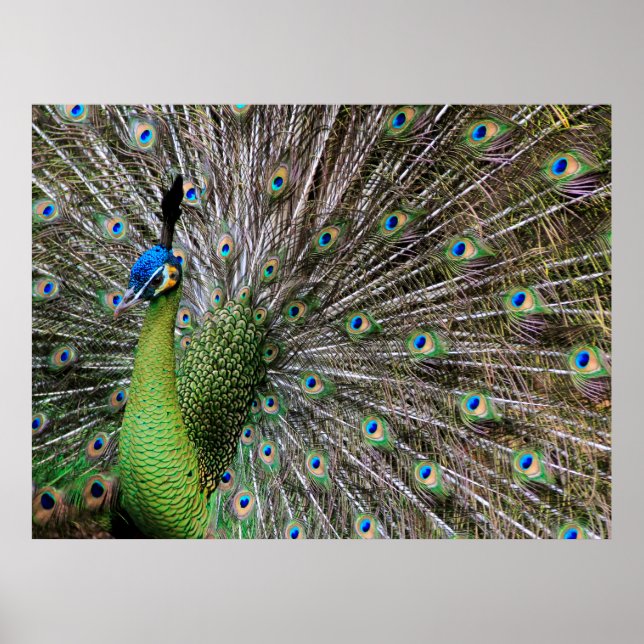 Peacock Poster (Front)