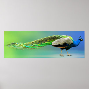 Peacock Poster