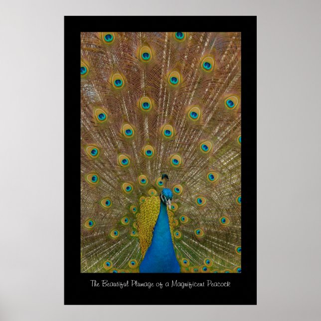 Peacock Poster Print (Front)