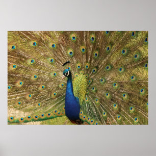 Peacock Print