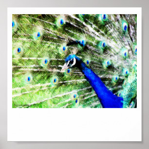 Peacock Print