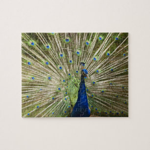 Peacock Puzzle