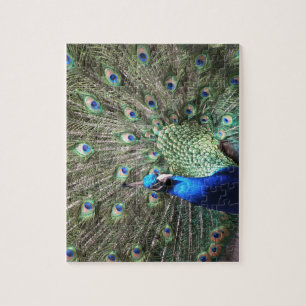 Peacock puzzle